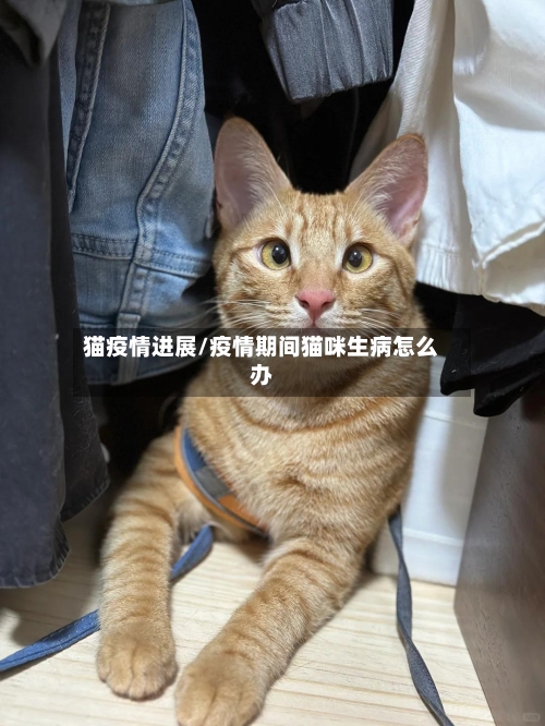 猫疫情进展/疫情期间猫咪生病怎么办-第2张图片
