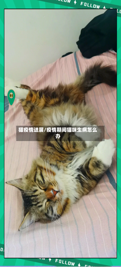 猫疫情进展/疫情期间猫咪生病怎么办