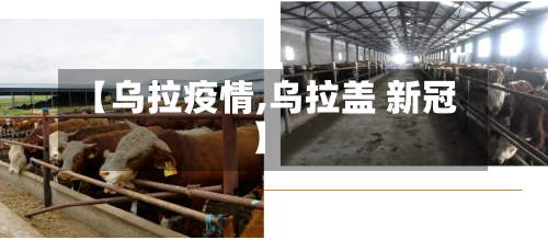 【乌拉疫情,乌拉盖 新冠】