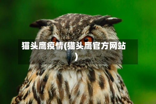 猫头鹰疫情(猫头鹰官方网站)