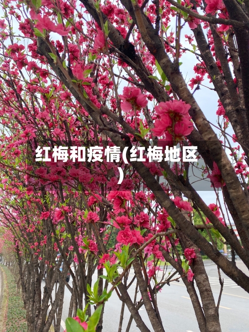 红梅和疫情(红梅地区)