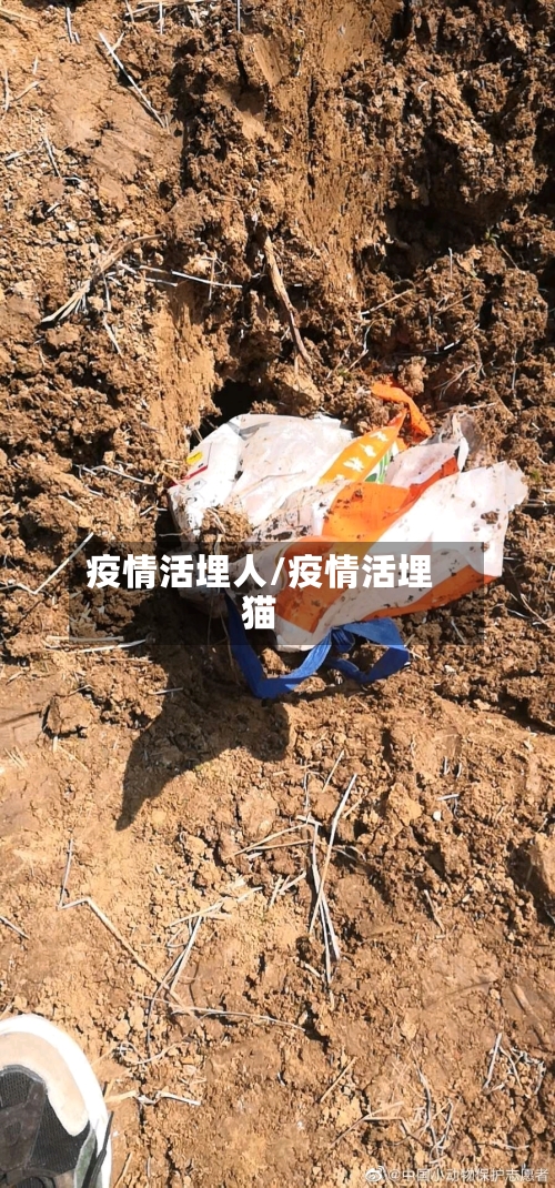 疫情活埋人/疫情活埋猫