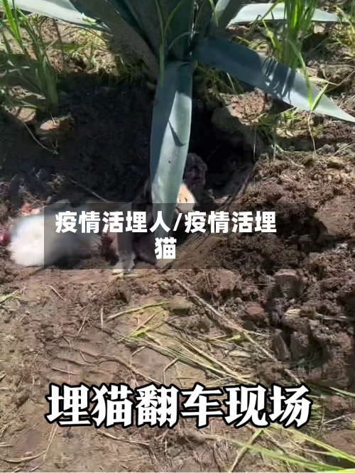 疫情活埋人/疫情活埋猫-第3张图片