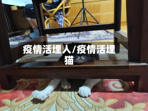 疫情活埋人/疫情活埋猫-第2张图片