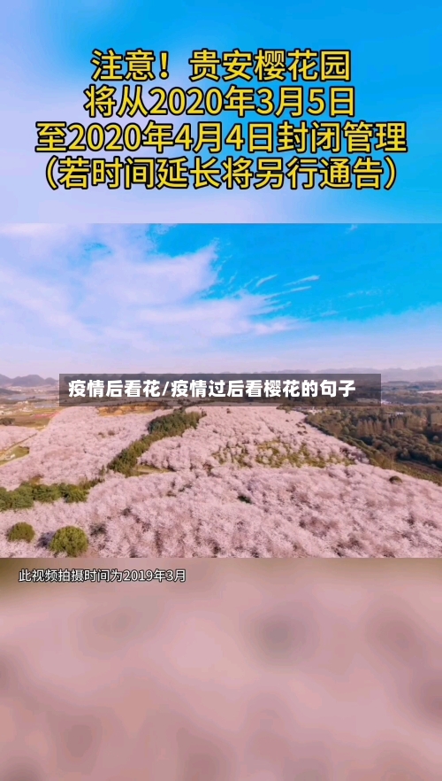 疫情后看花/疫情过后看樱花的句子-第3张图片