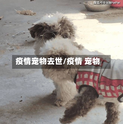 疫情宠物去世/疫情 宠物-第3张图片