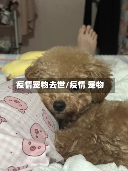 疫情宠物去世/疫情 宠物