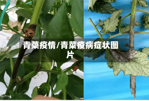 青菜疫情/青菜疫病症状图片