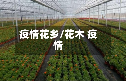 疫情花乡/花木 疫情